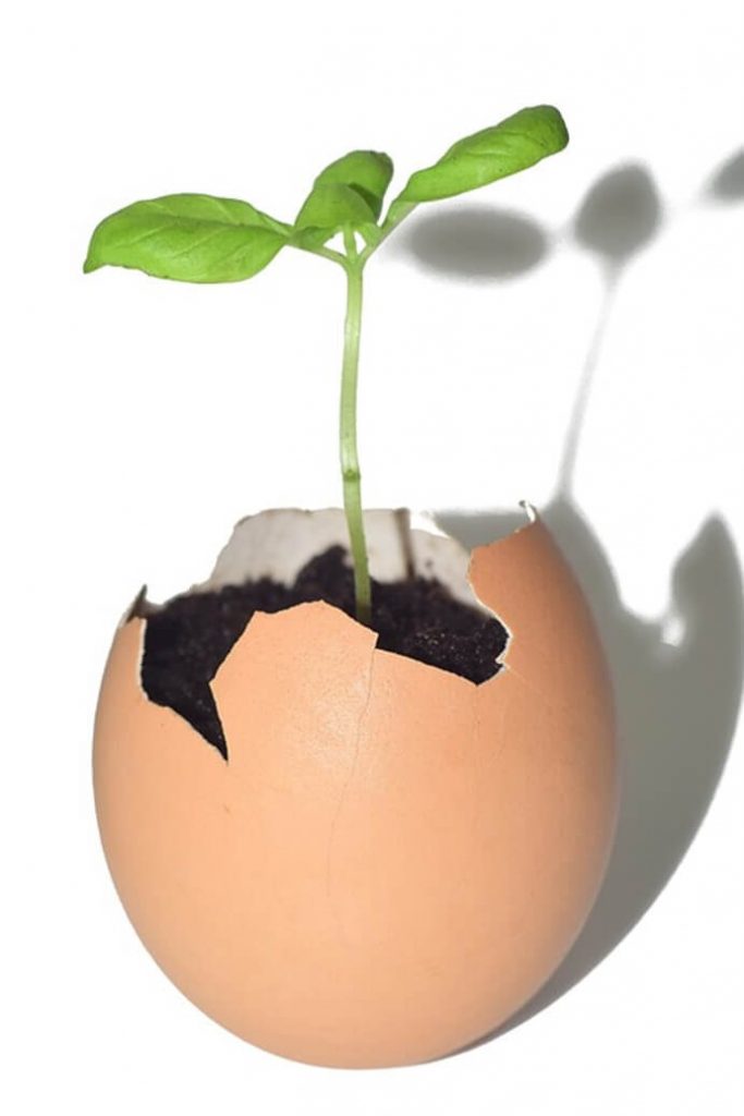 egg with plant in it