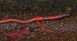 Typical Compost Decomposer Earthworm
